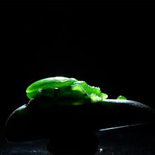 Natural jade carving nephrite collectibles Russia Siberian jade